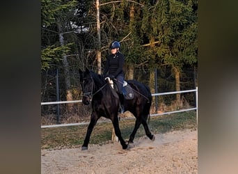 Silesian, Mare, 4 years, 16.1 hh, Smoky-Black