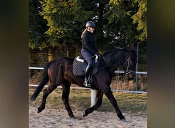 Silesian, Mare, 4 years, 16.1 hh, Smoky-Black