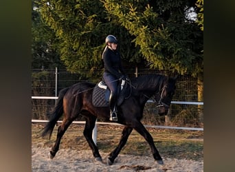 Silesian, Mare, 4 years, 16.1 hh, Smoky-Black