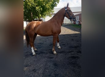 Silesian, Mare, 4 years, 16.2 hh
