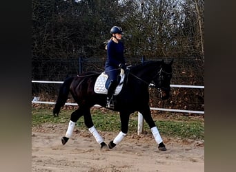 Silesian, Mare, 4 years, 16,1 hh, Bay-Dark