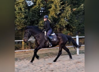 Silesian, Mare, 4 years, 16,1 hh, Smoky-Black