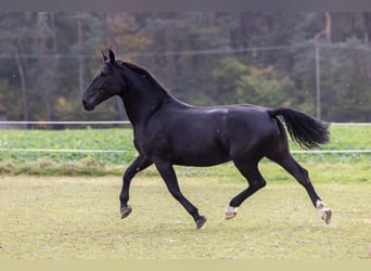 Silesian, Mare, 5 years, 16.1 hh, Black