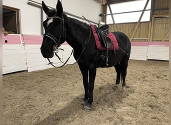 Silesian Mix, Mare, 5 years, 16 hh, Black