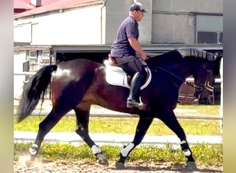 Silesian, Mare, 5 years, 16,2 hh, Bay-Dark