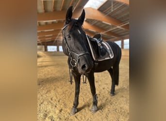 Silesian Mix, Mare, 6 years, 15.1 hh, Black