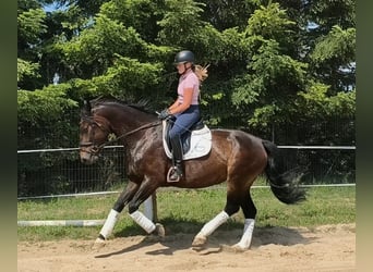 Silesian, Mare, 6 years, 16.1 hh, Bay-Dark