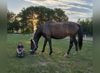Silesian, Mare, 6 years, 16.1 hh, Bay-Dark