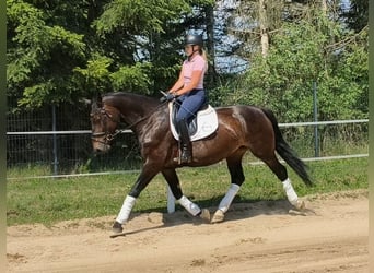Silesian, Mare, 6 years, 16.1 hh, Bay-Dark