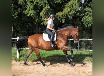 Silesian, Mare, 7 years, 16,1 hh, Brown