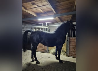 Silesian, Mare, 8 years, 16,2 hh, Black