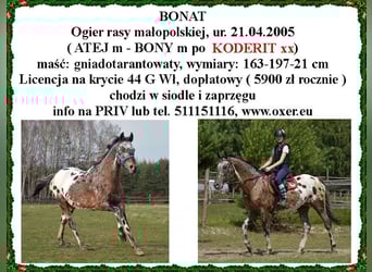 Silesian, Mare, 8 years, 16,2 hh, Bay-Dark