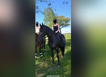 Silesian, Mare, 9 years, 15,3 hh, Black