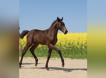 Silesian Mix, Mare, , Black