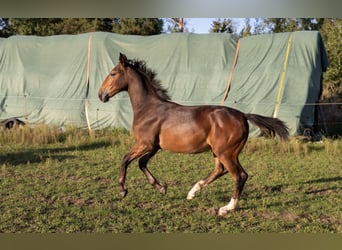 Silesian, Mare, Foal (03/2025), Brown