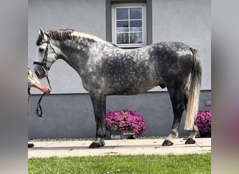 Silesian, Stallion, 10 years, 16.1 hh, Grey