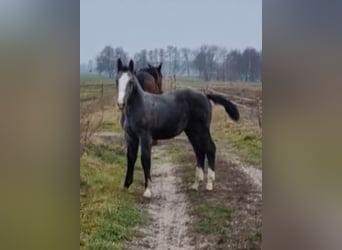 Silesian, Stallion, 1 year, 13,2 hh, White