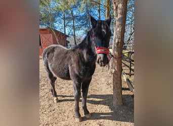 Silesian, Stallion, 1 year, 14.1 hh, Black