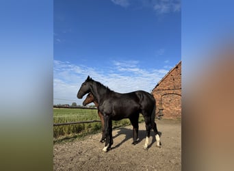 Silesian, Stallion, 1 year, 15,1 hh, Black