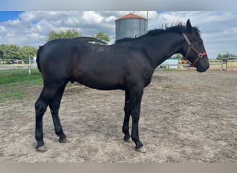 Silesian, Stallion, 1 year, Bay-Dark