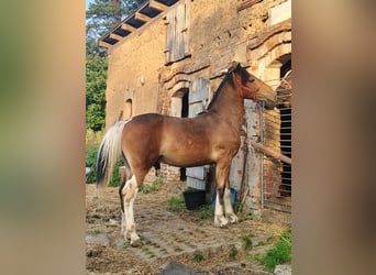 Silesian Mix, Stallion, 1 year, Sabino