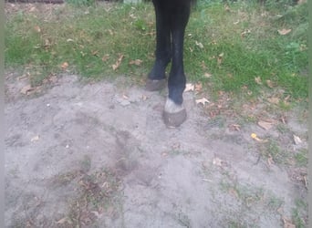 Silesian, Stallion, 2 years, 15.2 hh, Black