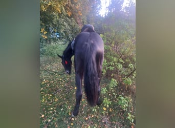 Silesian, Stallion, 2 years, 15.2 hh, Black