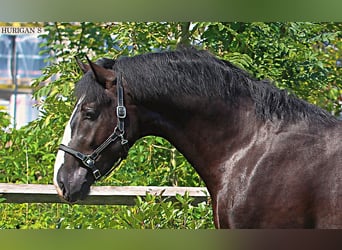 Schlesier, Hengst, 2 Jahre, 16,1 hh, Rappe