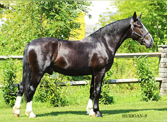 Schlesier, Hengst, 2 Jahre, 16,1 hh, Rappe