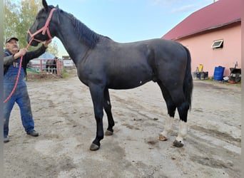Silesian, Stallion, 2 years, 16.2 hh, Black