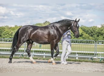 Silesian, Stallion, 2 years, 16,1 hh, Black