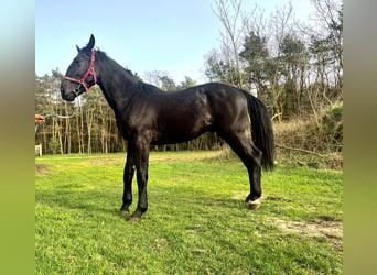 Silesian, Stallion, 2 years