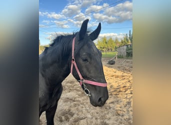 Silesian, Stallion, 2 years