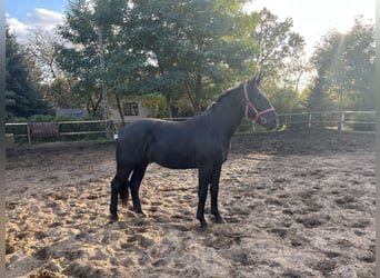 Silesian, Stallion, 2 years