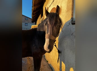 Silesian, Stallion, 3 years, 14,2 hh, Smoky-Black