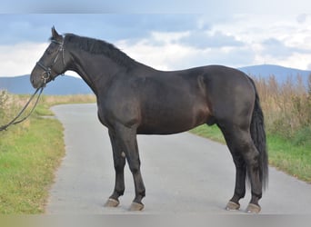 Silesian, Stallion, 3 years, 16.1 hh, Black