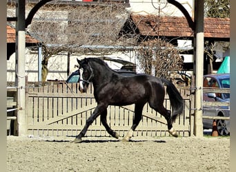 Silesian, Stallion, 3 years, 16 hh, Brown