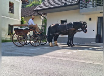 Silesian, Stallion, 3 years, 16 hh, Brown