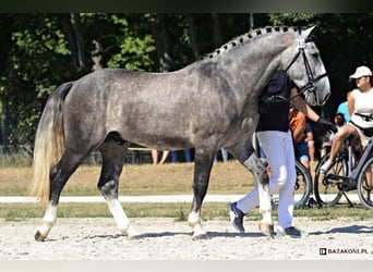 Silesian, Stallion, 4 years, 16.1 hh, Gray