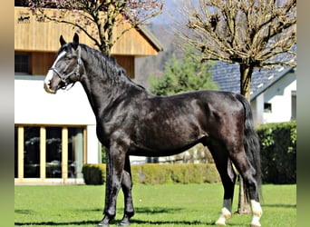 Silesian, Stallion, 4 years, 16 hh, Brown