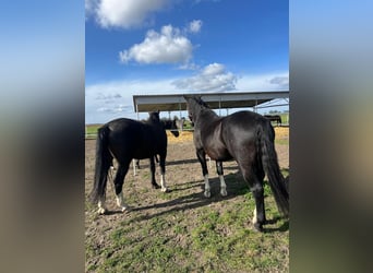 Schlesier, Hengst, 5 Jahre, 17 hh, Dunkelbrauner