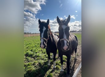 Schlesier, Hengst, 5 Jahre, 17 hh, Dunkelbrauner