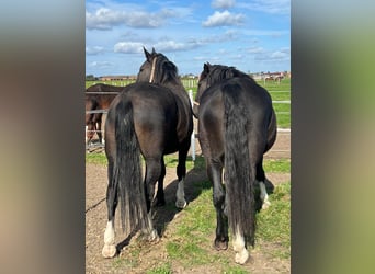 Schlesier, Hengst, 5 Jahre, 17 hh, Dunkelbrauner