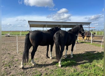 Schlesier, Hengst, 5 Jahre, 17 hh, Dunkelbrauner