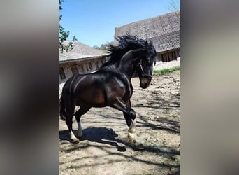 Silesian, Stallion, 8 years, Black