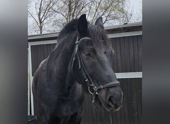Silesiano, Caballo castrado, 10 años, 165 cm, Negro