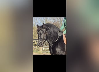 Silesiano, Caballo castrado, 10 años, 165 cm, Negro