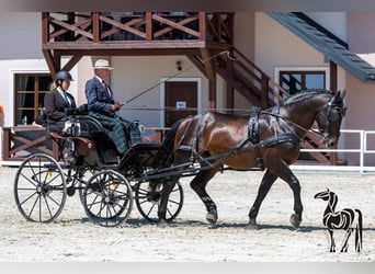 Silesiano, Caballo castrado, 10 años, 170 cm, Castaño