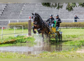 Silesiano, Caballo castrado, 11 años, 170 cm, Castaño