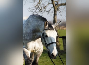 Silesiano, Caballo castrado, 12 años, 173 cm, Tordo rodado